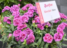 De Sinclair is de nieuwe toevoeging aan de Sunflor lijn. Het is een spijkerharde potanjer met een unieke tekening in de bloem.